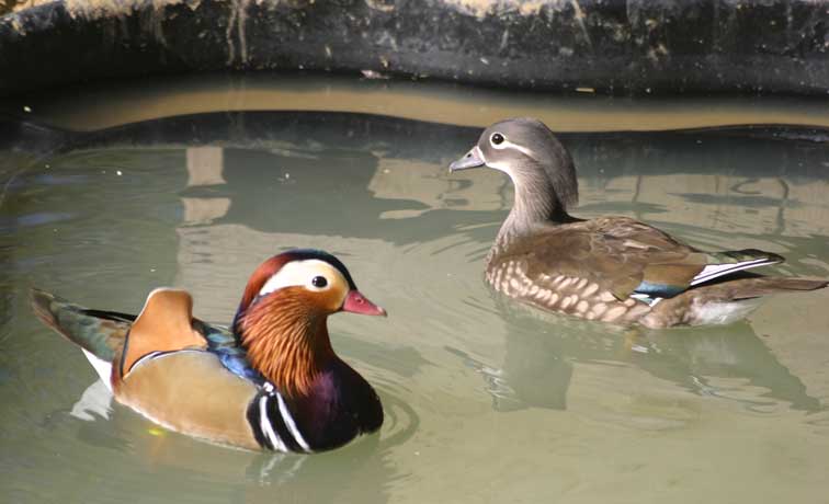 Canard Mandarin (c) Puget Passion