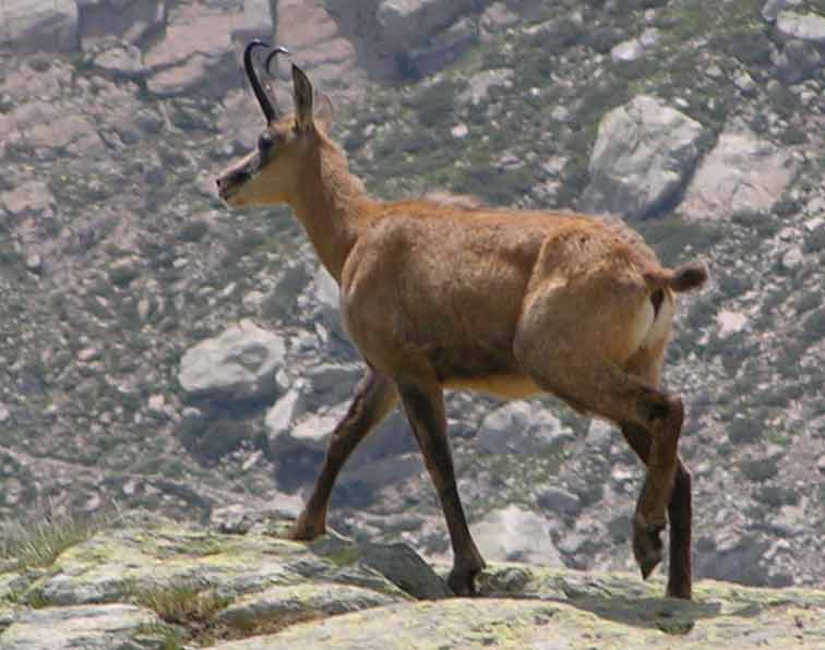 Chamois Mercantour