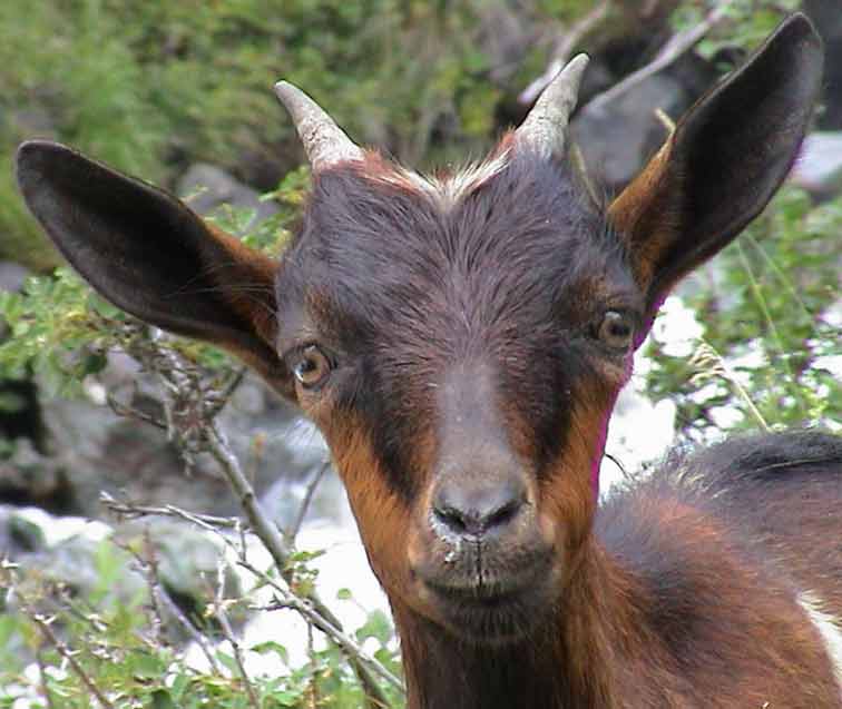 Chevre Pralognan