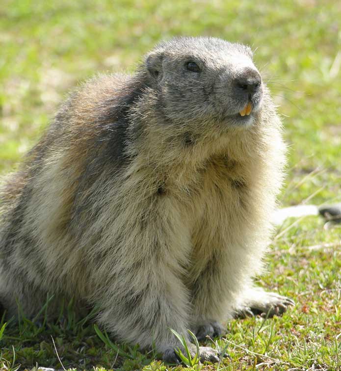 Marmotte