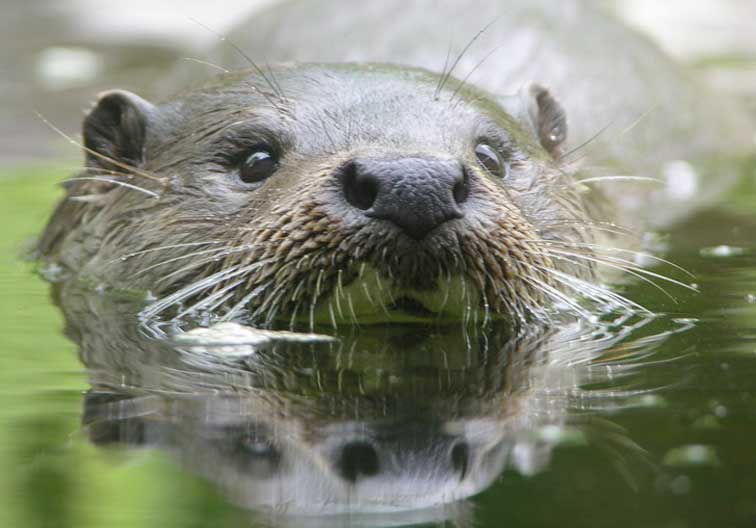 Loutre