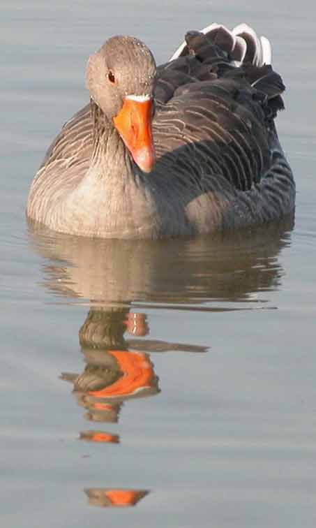 Canard Marquenterre