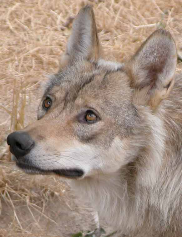 Le Loup gourmand