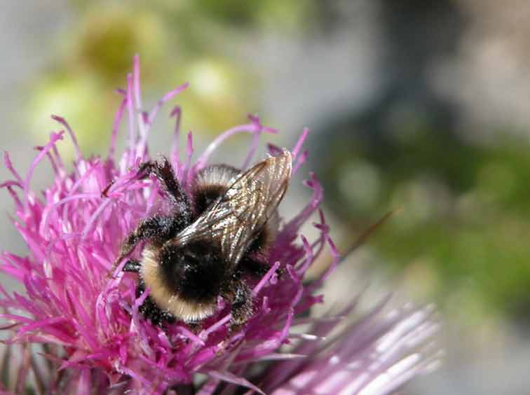 Bourdon des Pyrénées