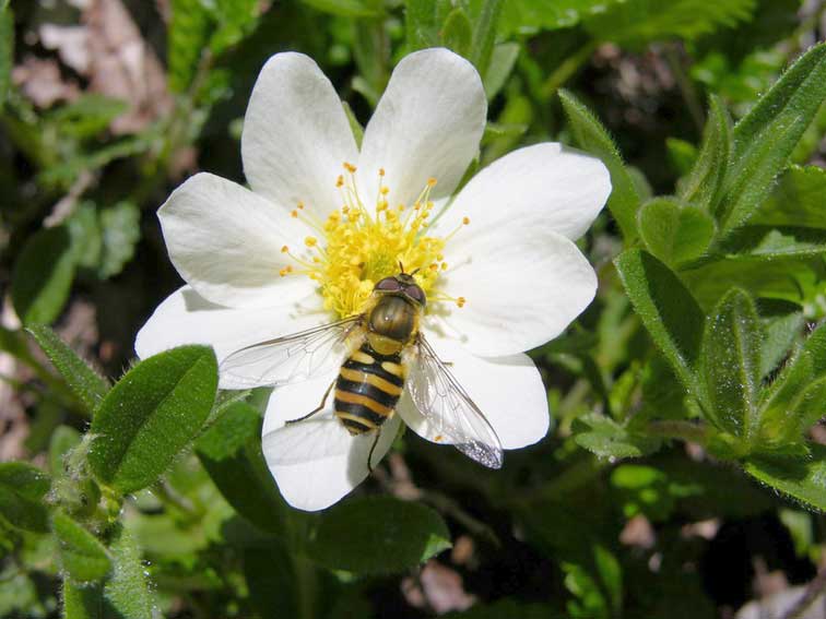 Bourdon des Pyrénées