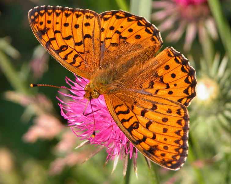 Papillon des Pyrénées