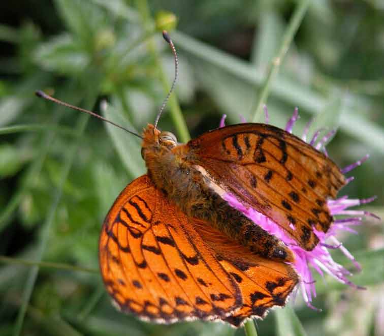 Papillon des Pyrénées
