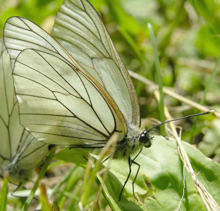 Papillon en Vanoise