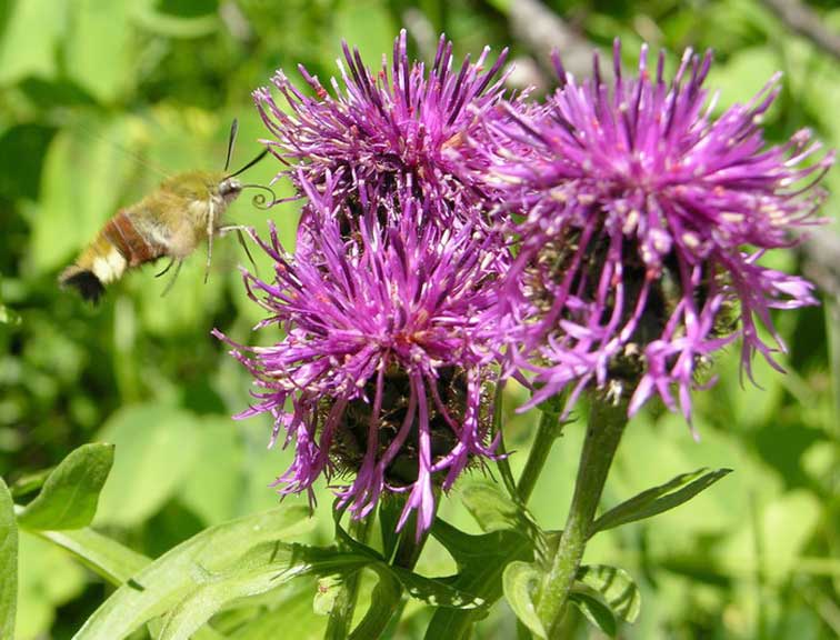 Insecte sur un chardon