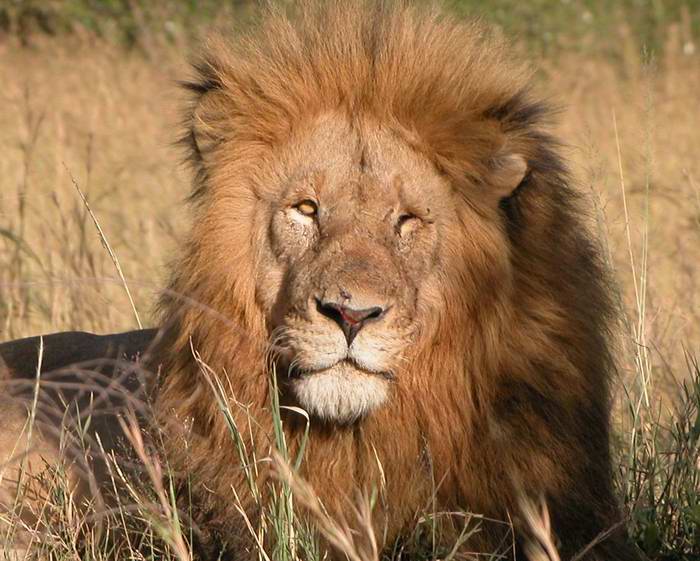 Lion borgne au Masaï Mara