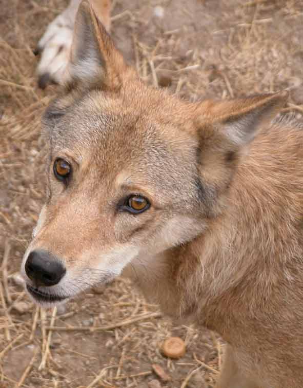 le loup quémandeur