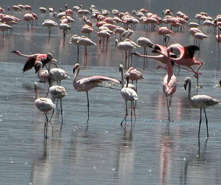 Flamants roses