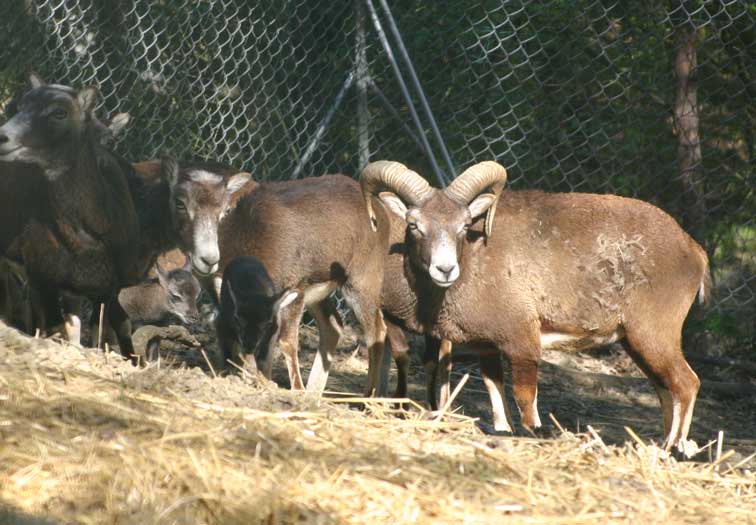 Mouflon Corse (c) www.puget-passion.fr