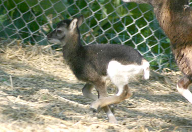 Mouflon Corse (c) www.puget-passion.fr