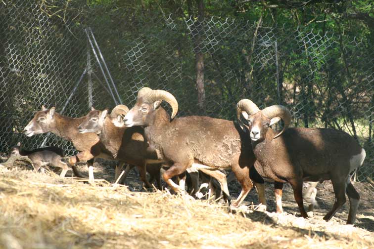 Mouflon Corse (c) www.puget-passion.fr