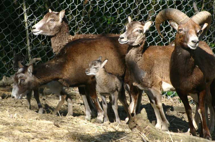 Mouflon Corse (c) www.puget-passion.fr