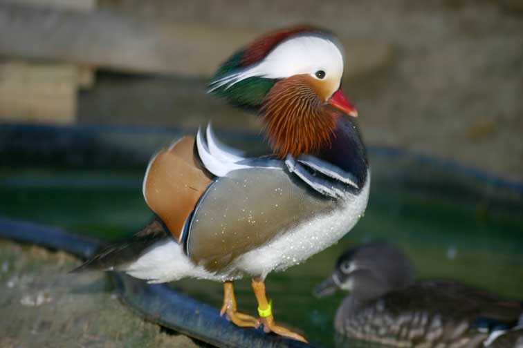 Canard Mandarin (c) Puget Passion