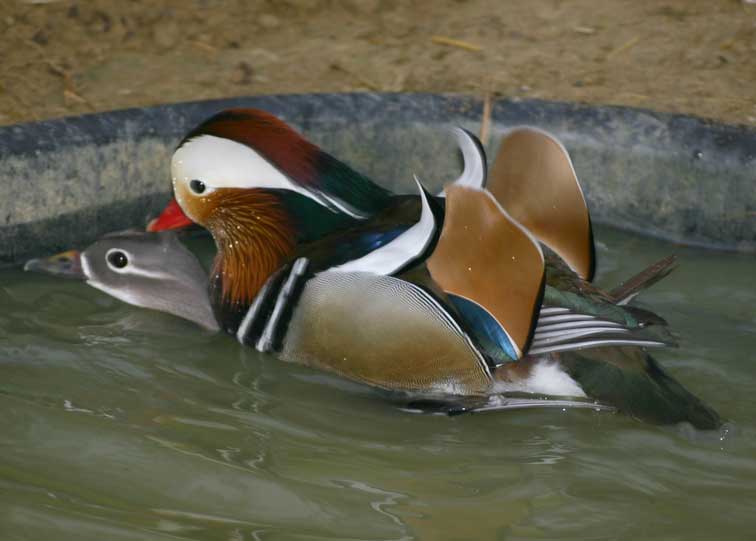 Canard Mandarin (c) Puget Passion