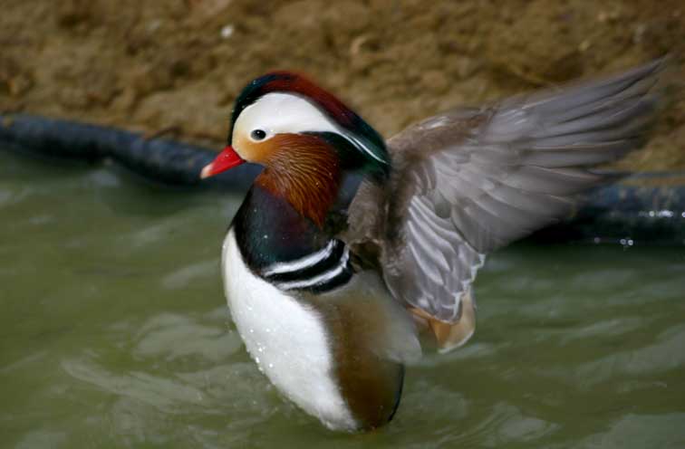 Canard Mandarin (c) Puget Passion