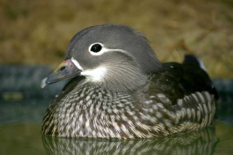 Canard Mandarin (c) Puget Passion