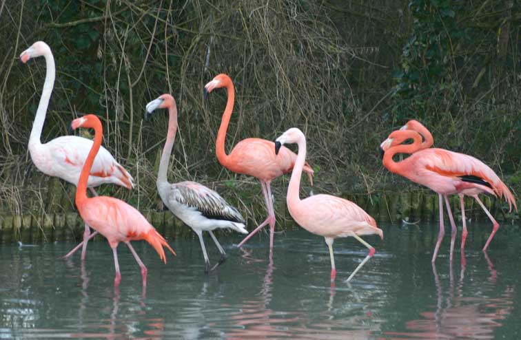 Flamant rose(c) Puget Passion