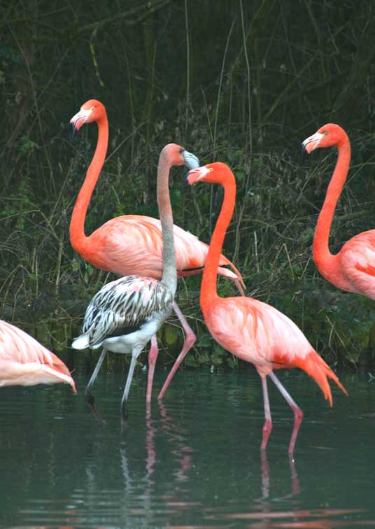 Flamant rose(c) Puget Passion