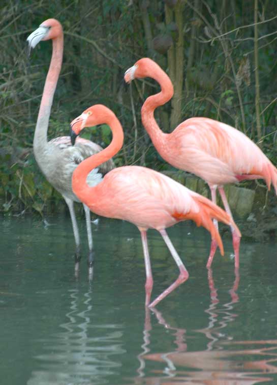 Flamant rose(c) Puget Passion