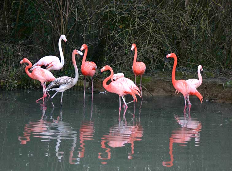 Flamant rose(c) Puget Passion