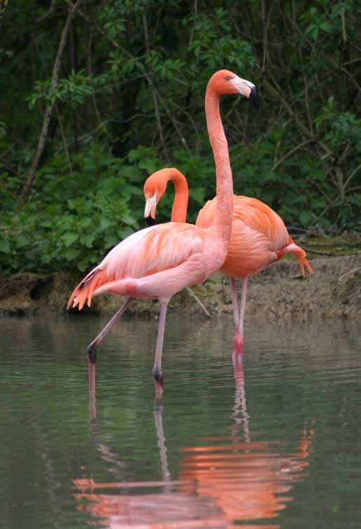 Flamant rose(c) Puget Passion