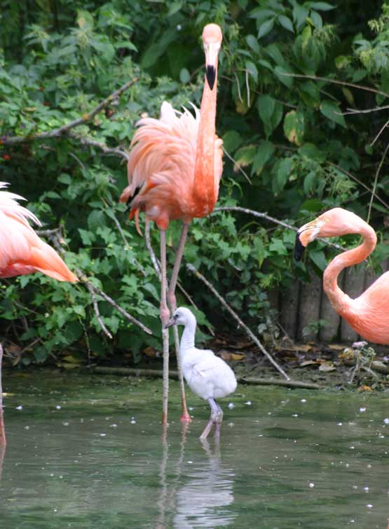 Flamant rose(c) Puget Passion