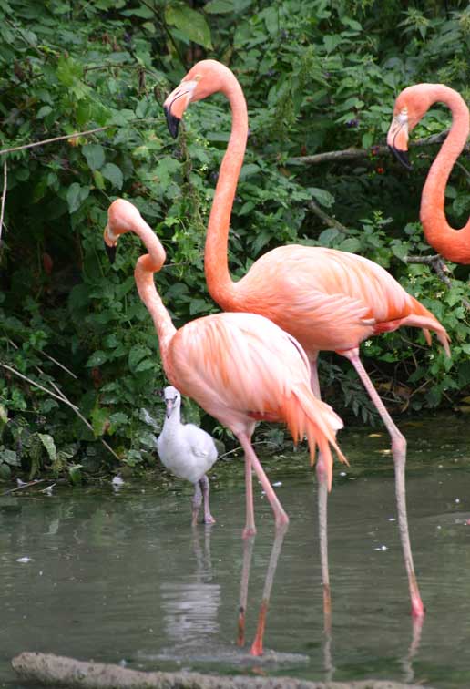 Flamant rose(c) Puget Passion