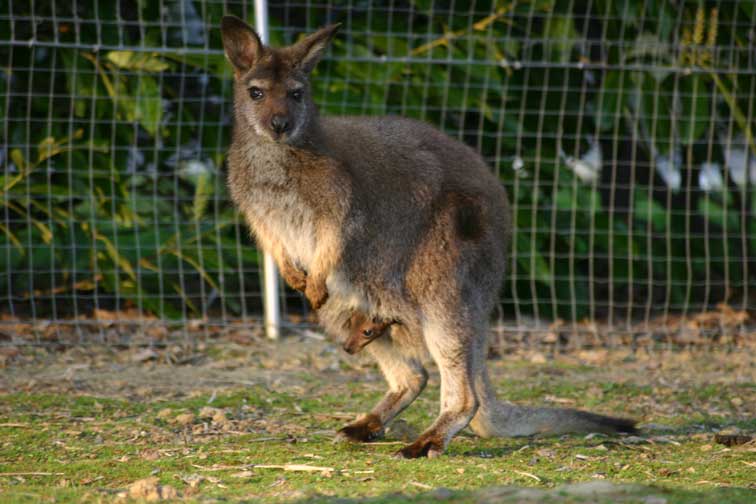 Kangourou Wallaby (c) Puget Passion