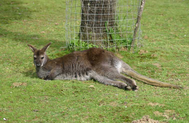 Kangourou Wallaby (c) Puget Passion