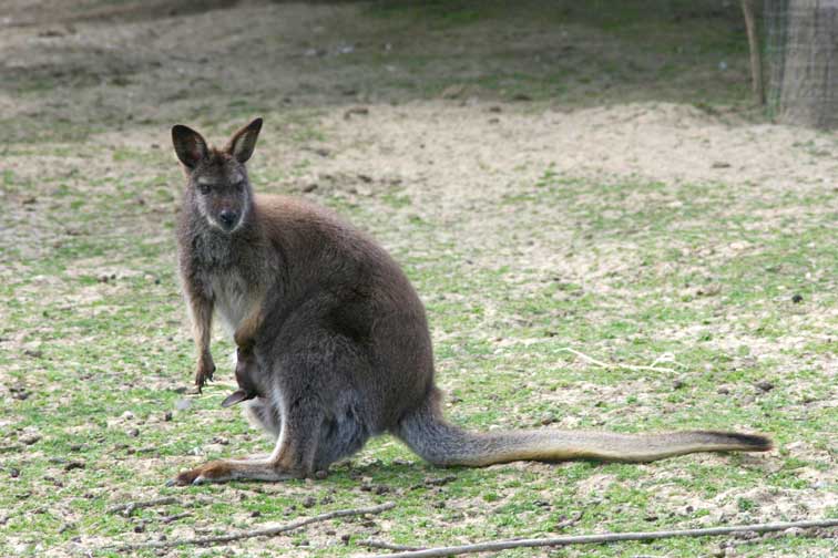 Kangourou Wallaby (c) Puget Passion