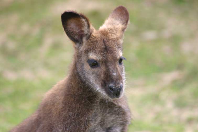 Kangourou Wallaby (c) Puget Passion