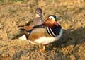 Canard Mandarin (c) Puget Passion