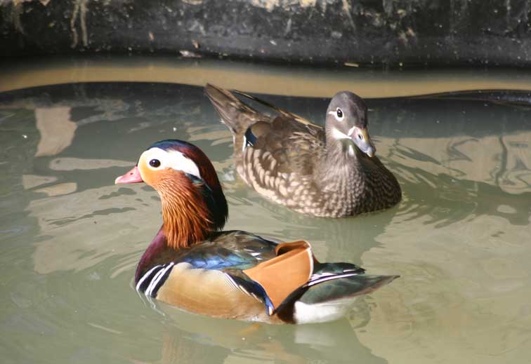 Canard Mandarin (c) Puget Passion