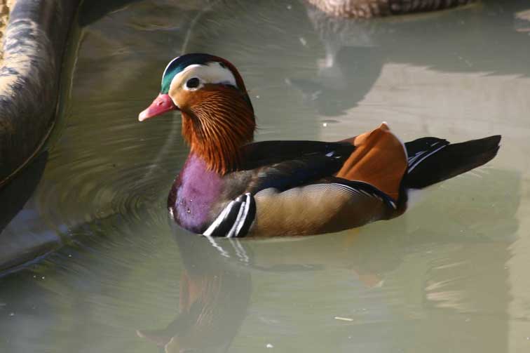 Canard Mandarin (c) Puget Passion