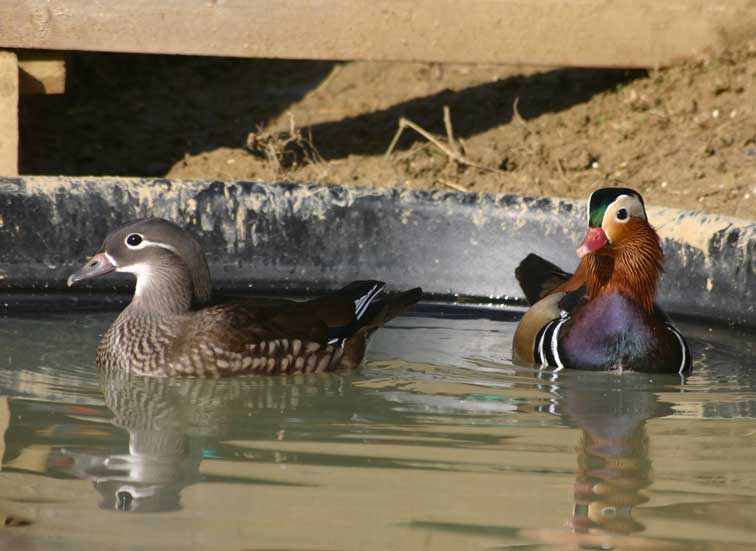 Canard Mandarin (c) Puget Passion