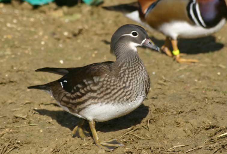 Canard Mandarin (c) Puget Passion