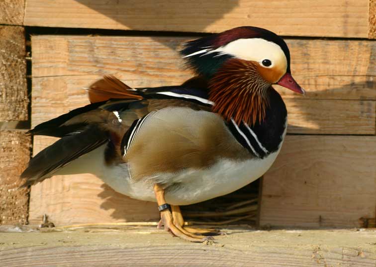 Canard Mandarin (c) Puget Passion