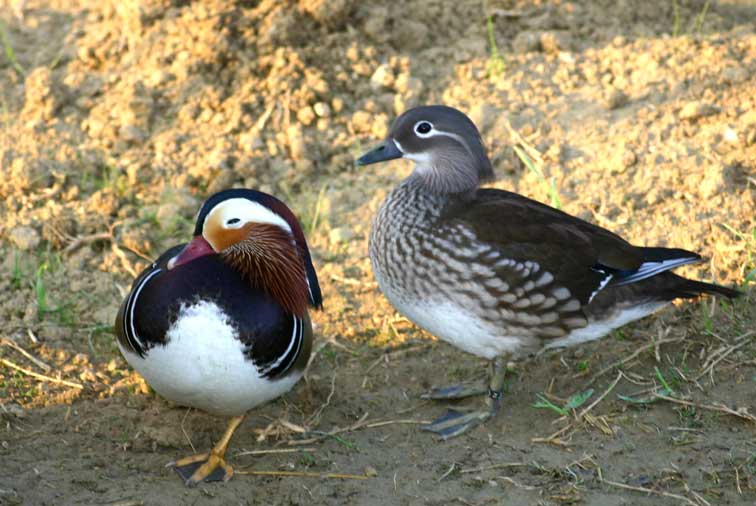 Canard Mandarin (c) Puget Passion