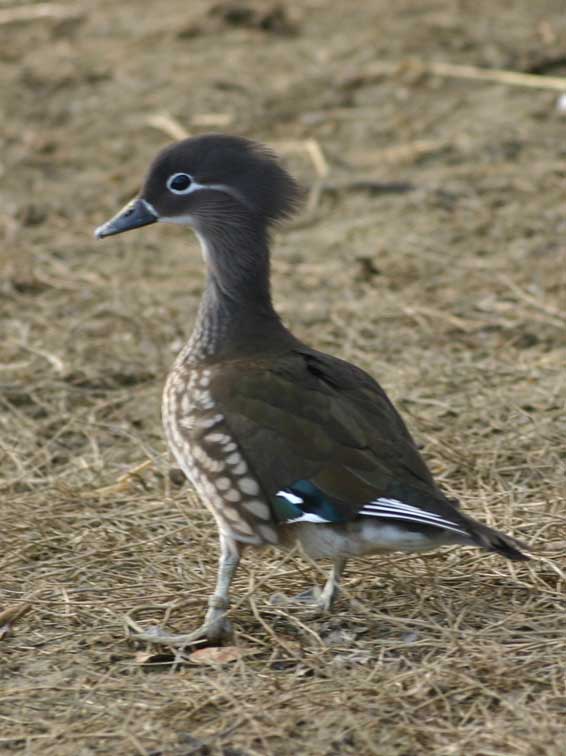 Canard Mandarin (c) Puget Passion