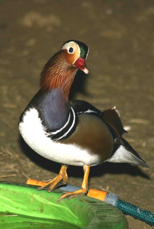 Canard Mandarin (c) Puget Passion