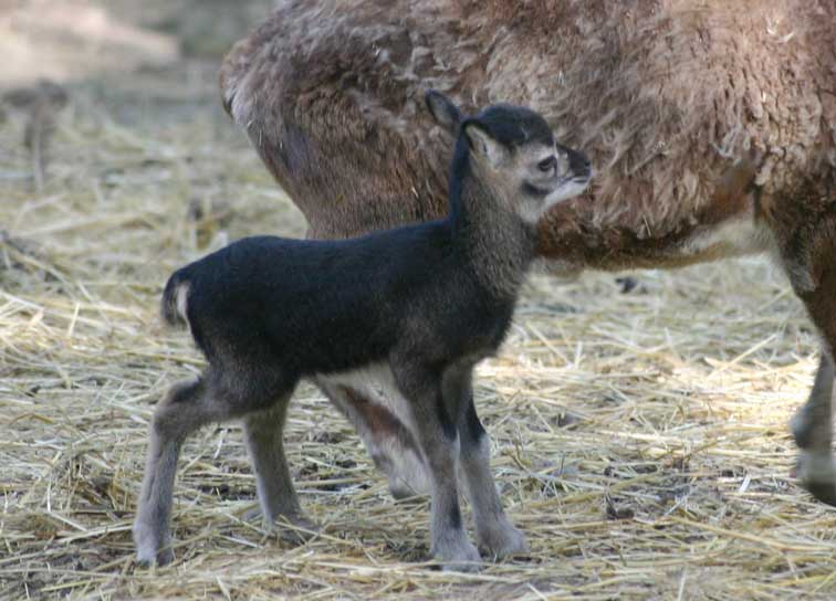 Bb Mouflon (c) Puget-Passion
