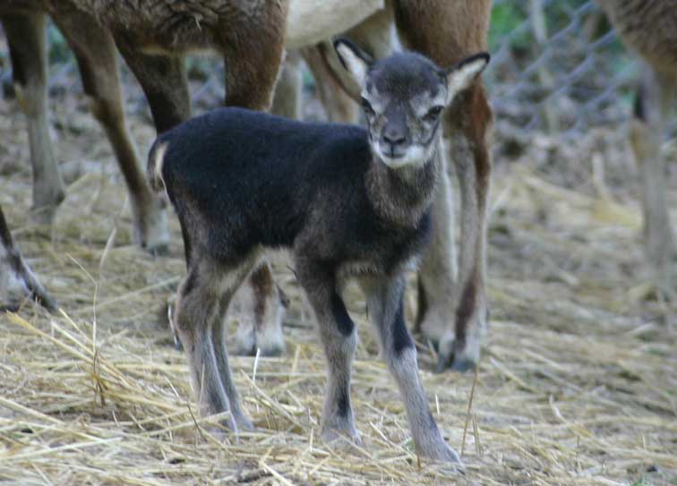 Bb Mouflon (c) Puget-Passion