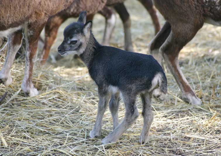 Bb Mouflon (c) Puget-Passion