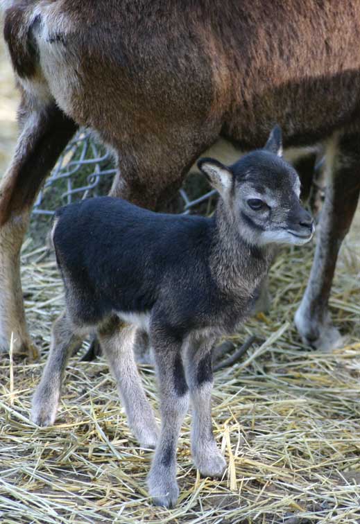 Bb Mouflon (c) Puget-Passion