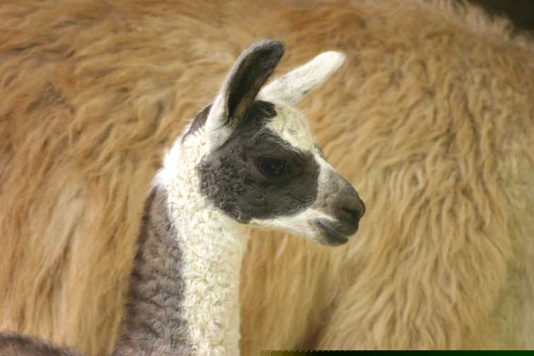 Bb Lama (c) Puget Passion