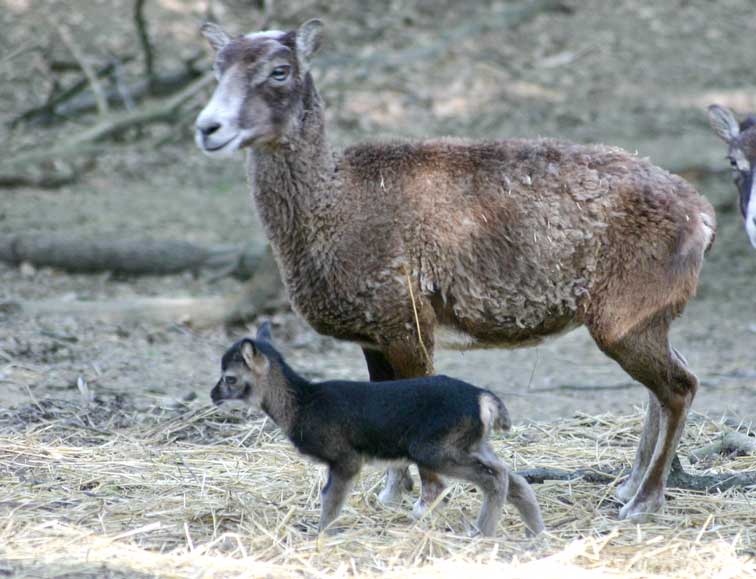 Bb Mouflon (c) Puget-Passion